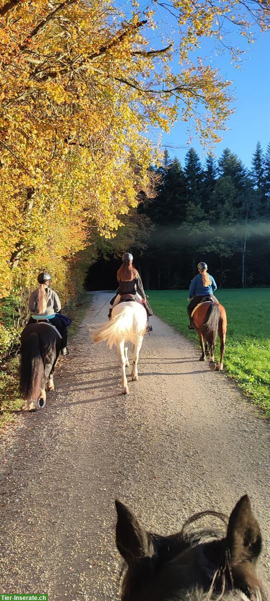 Reitbeteiligung für verschiedene 🐴Pferde im Thurgau