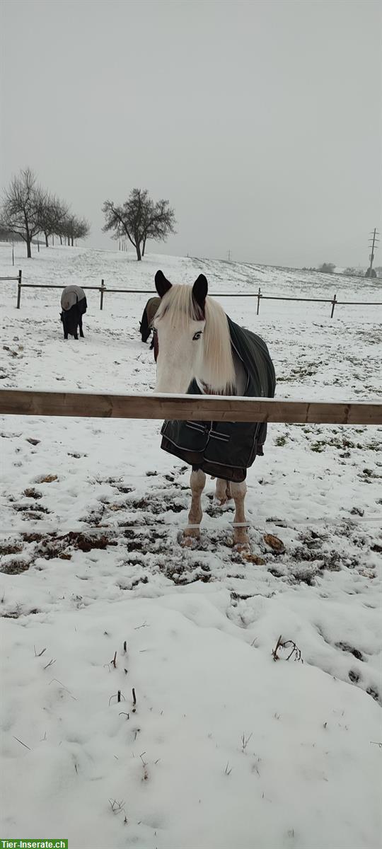 Bild 2: Reitbeteiligung für verschiedene 🐴Pferde im Thurgau