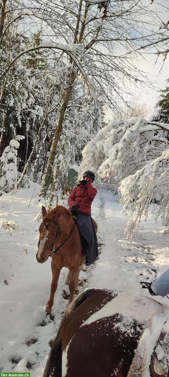 Bild 3: Reitbeteiligung für verschiedene 🐴Pferde im Thurgau