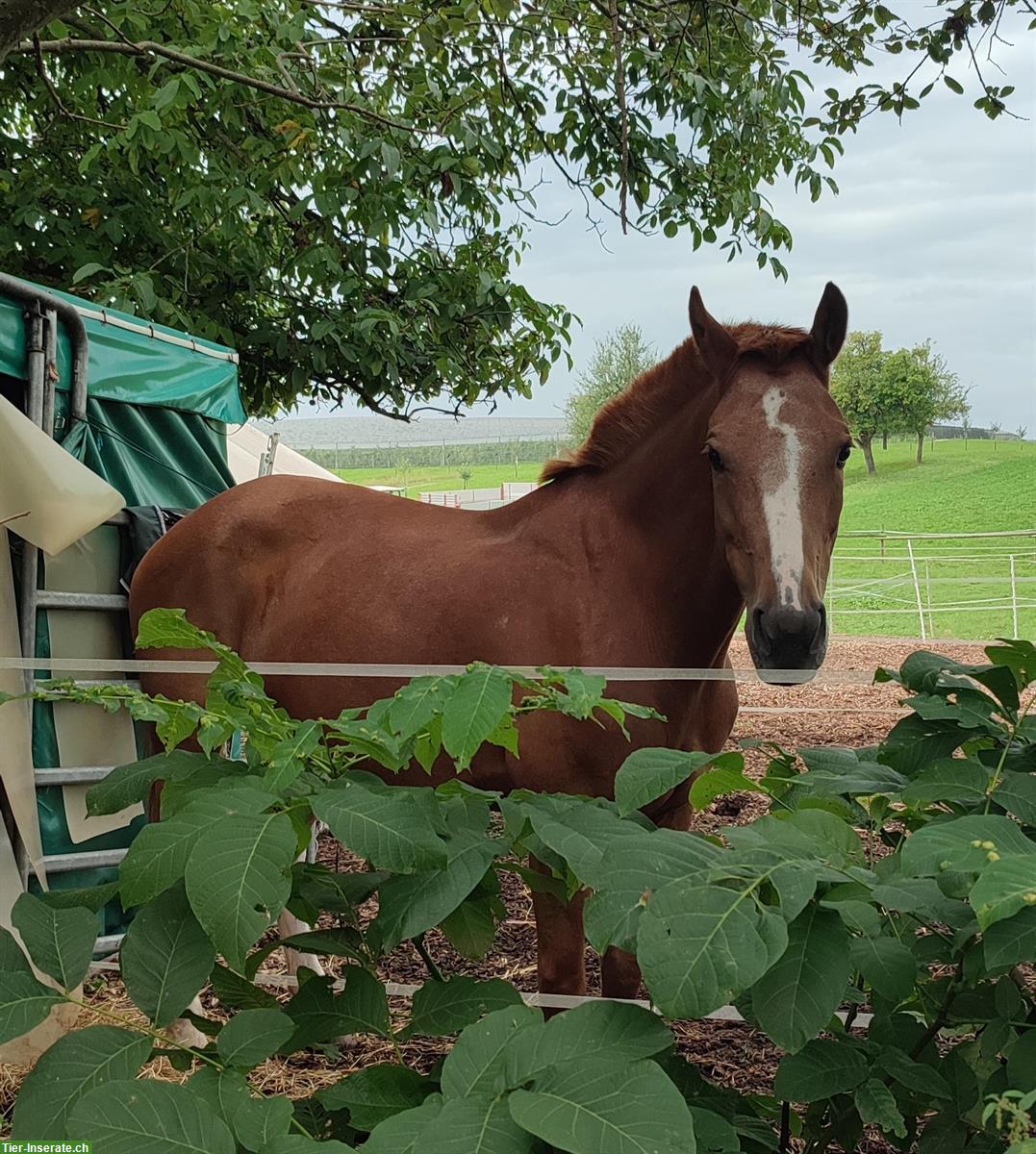 Bild 4: Reitbeteiligung für verschiedene 🐴Pferde im Thurgau