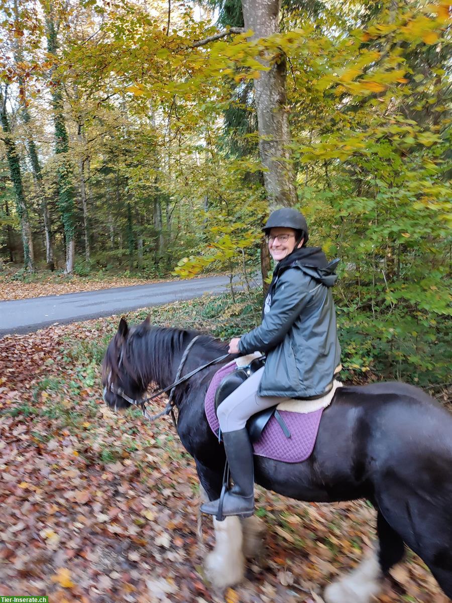 Bild 5: Reitbeteiligung für verschiedene 🐴Pferde im Thurgau