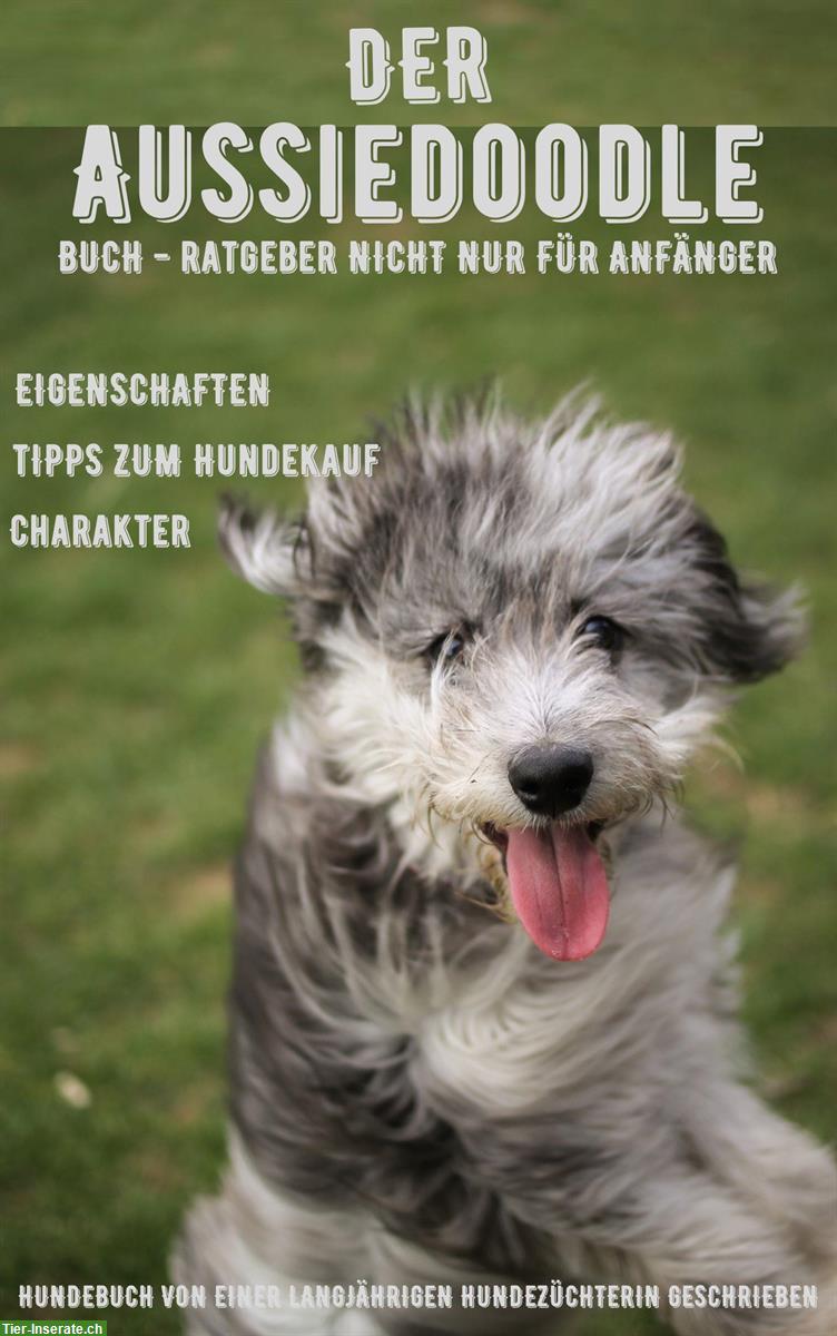 Hunderatgeber: Der Aussiedoodle, Australian Shepherd x Pudel