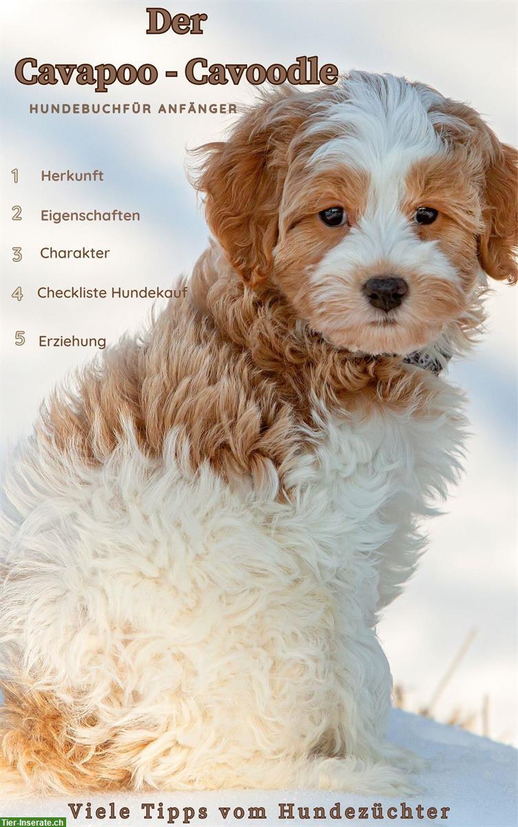 Der Cavapoo - Cavoodle | Cavalier King Spaniel x Kleinpudel | Hundebuch