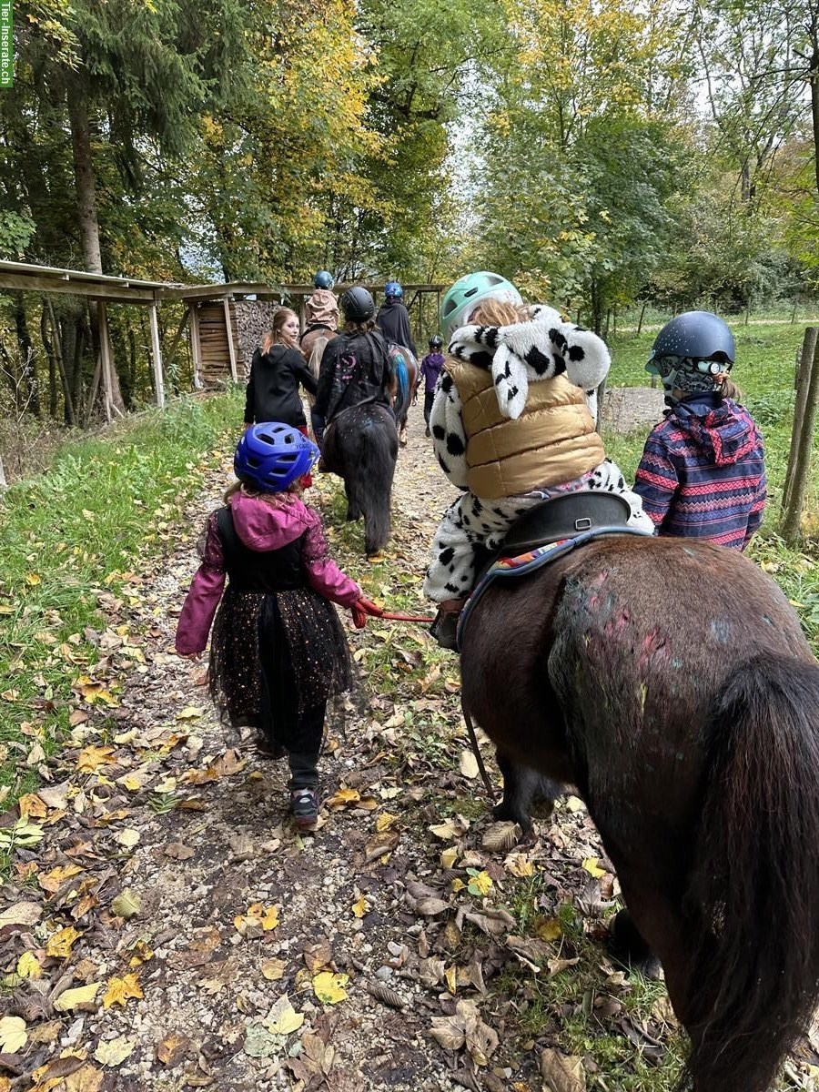 Bild 3: Reitcamps / Kinderprogramm nähe Rekingen / Bad Zurzach