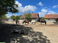 Schöne Pferdeboxen + Aktivstall in Duchtlingen BW - an CH-Grenze SH