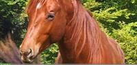 3-jähriger Quarter Horse Hengst / Wallach, roh