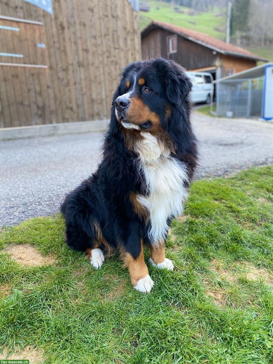 Berner Sennenhund Deckrüde, Reinrassig