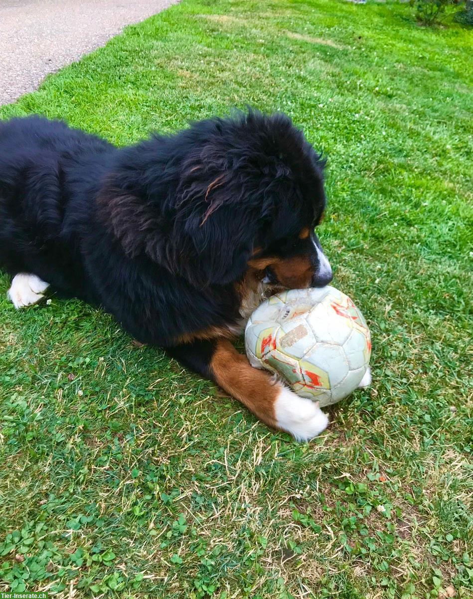 Bild 3: Berner Sennenhund Deckrüde, Reinrassig