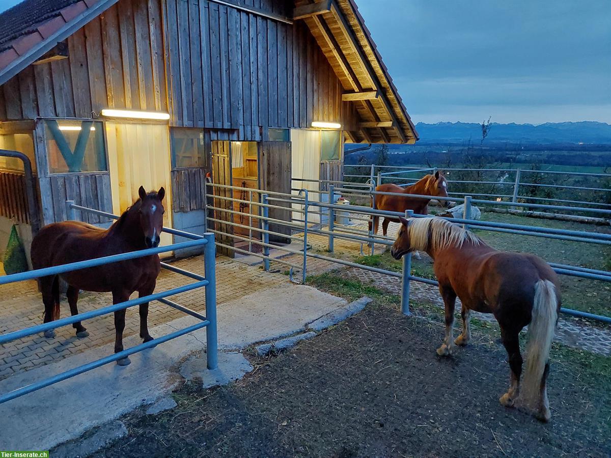 Auslaufboxen in Innerberg, Gemeinde Wohlen bei Bern