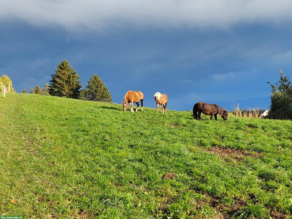 Bild 2: Auslaufboxen in Innerberg, Gemeinde Wohlen bei Bern