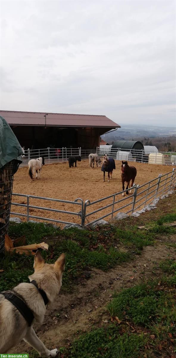 Bild 3: Auslaufboxen in Innerberg, Gemeinde Wohlen bei Bern