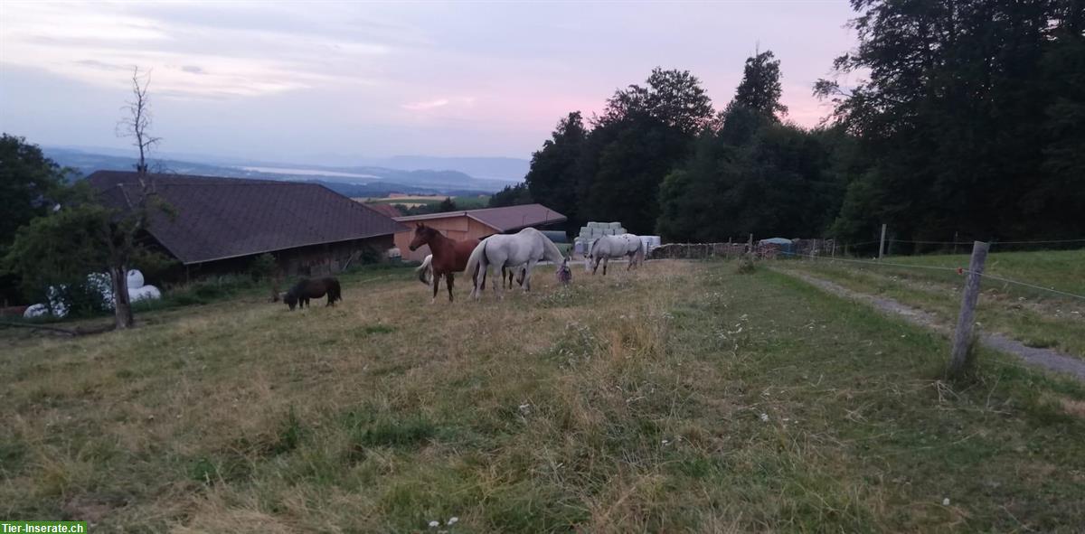 Bild 4: Auslaufboxen in Innerberg, Gemeinde Wohlen bei Bern