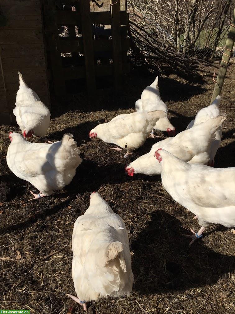 Bild 2: Schweizerhuhn Küken, Bruteier, Pro Specie Rara, ZUN