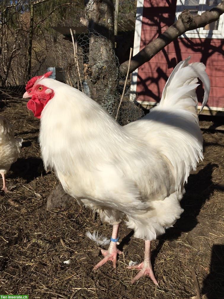 Bild 3: Schweizerhuhn Küken, Bruteier, Pro Specie Rara, ZUN