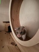 Hamster 🐹 männlich und weiblich zu verkaufen