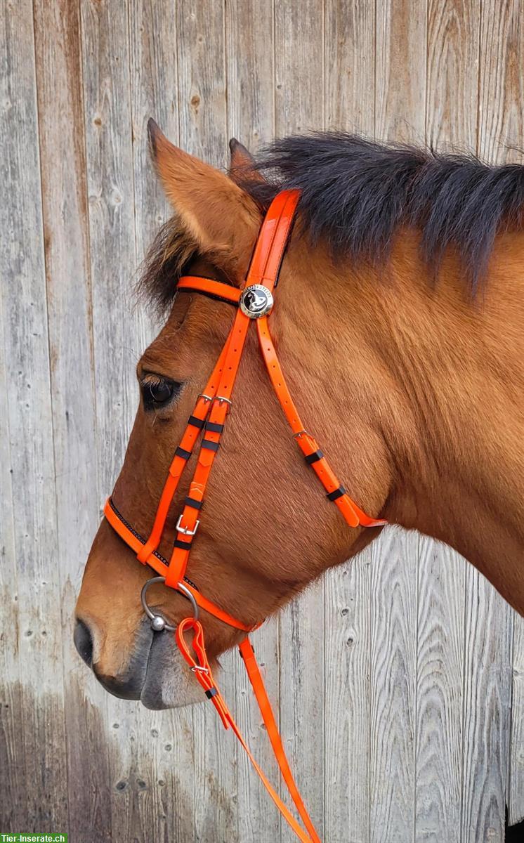 Top Kunststoff Pferdezaum in orange glänzend