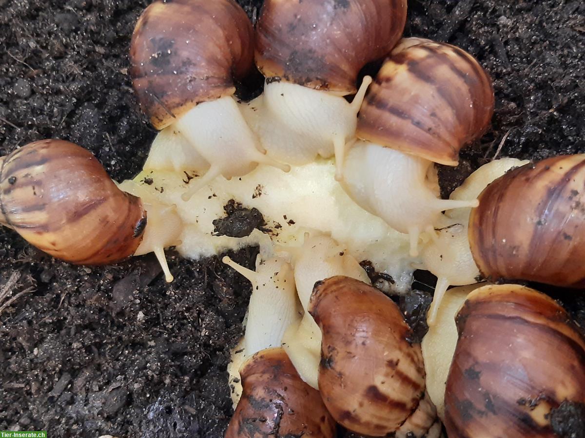 Schöne Achatschnecken zu verkaufen