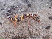 Bunte Leopardgeckos zu verkaufen