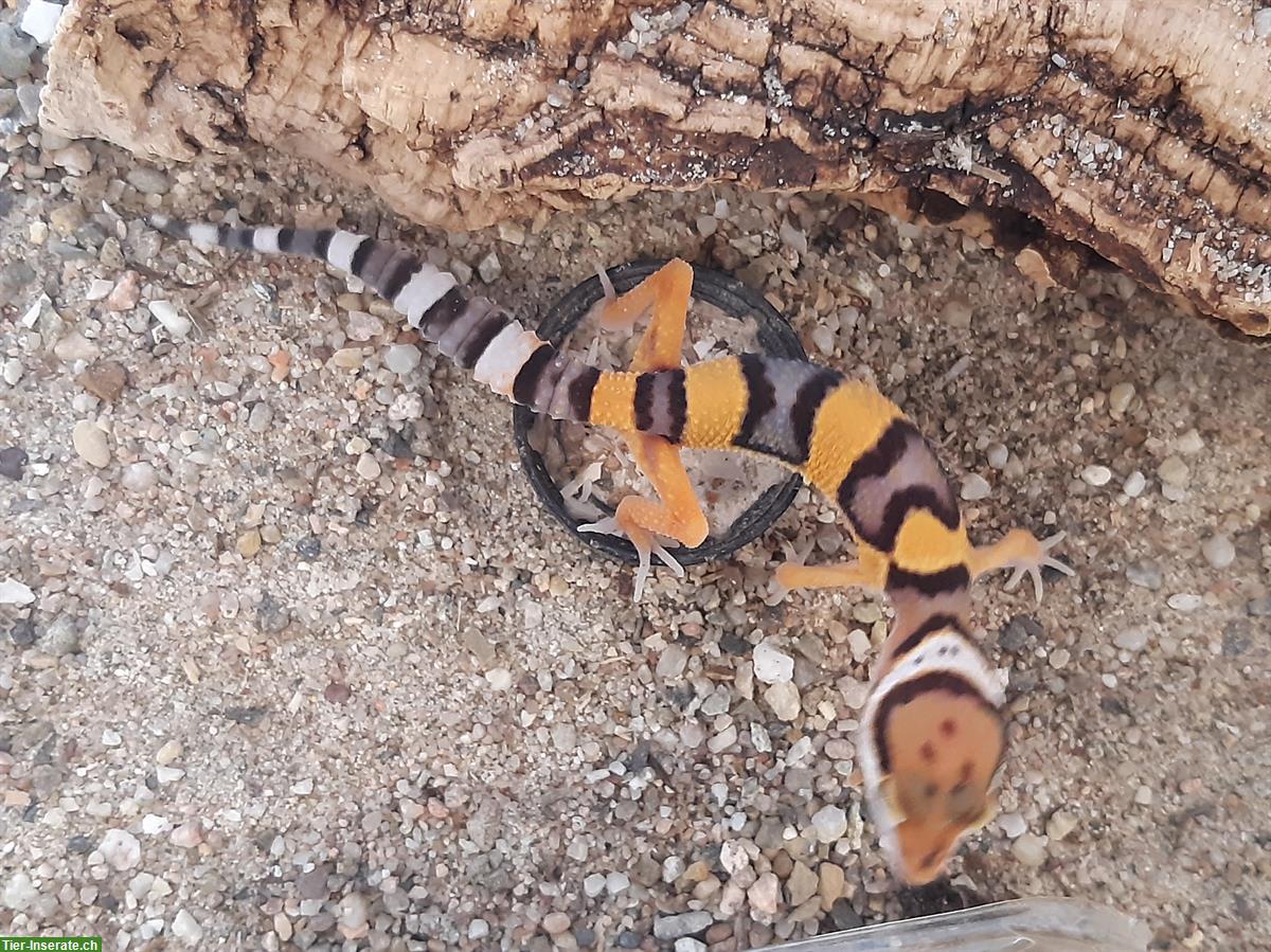 Bild 4: Bunte Leopardgeckos zu verkaufen