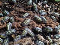 Faszinierende Asseln zu verkaufen, Armadillidium gestroi