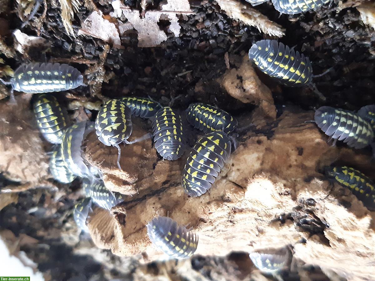 Bild 2: Faszinierende Asseln zu verkaufen, Armadillidium gestroi