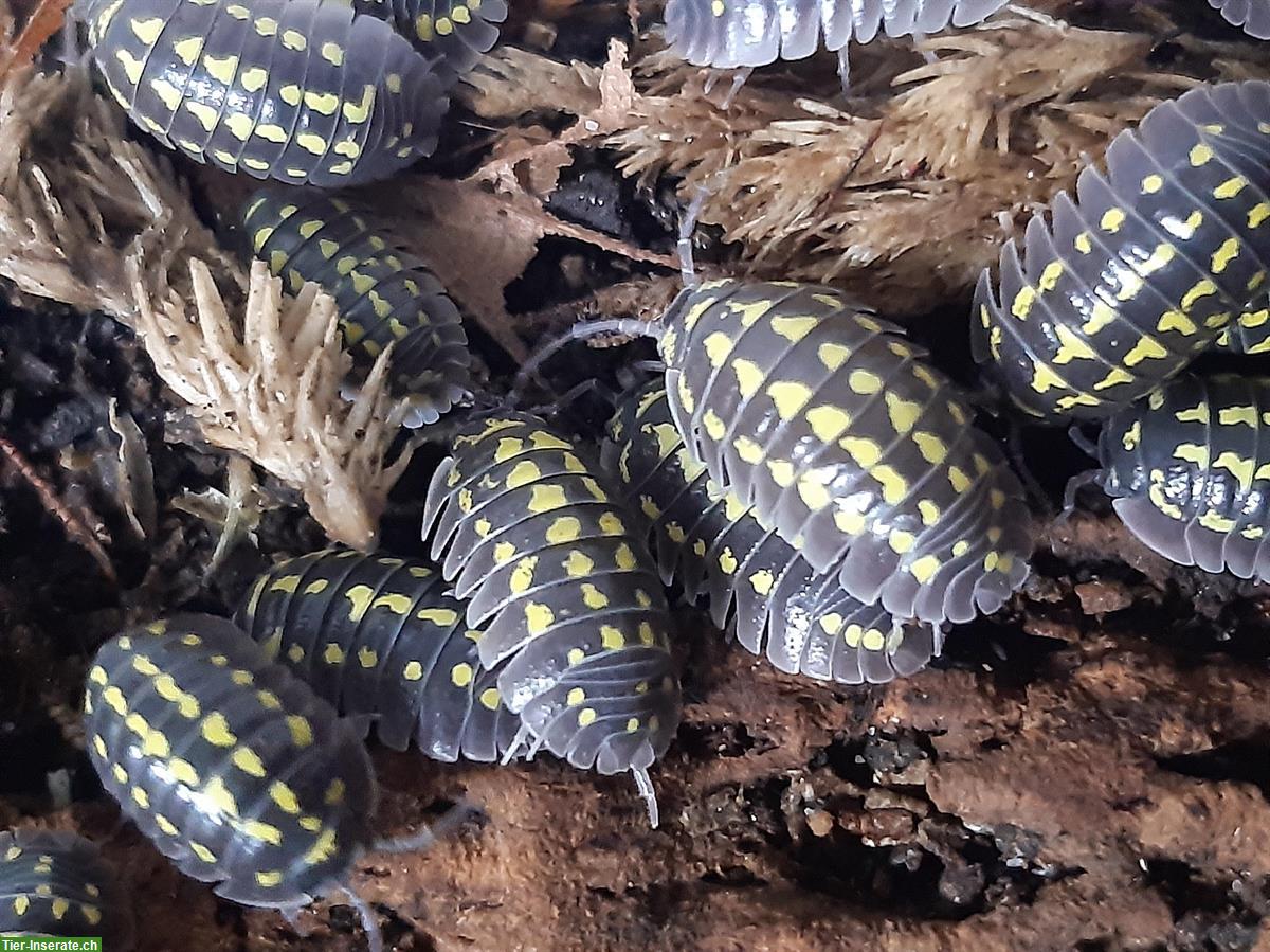 Bild 3: Faszinierende Asseln zu verkaufen, Armadillidium gestroi