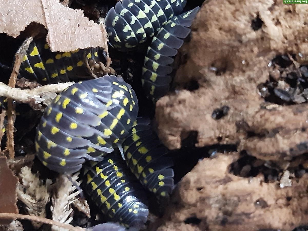 Bild 4: Faszinierende Asseln zu verkaufen, Armadillidium gestroi