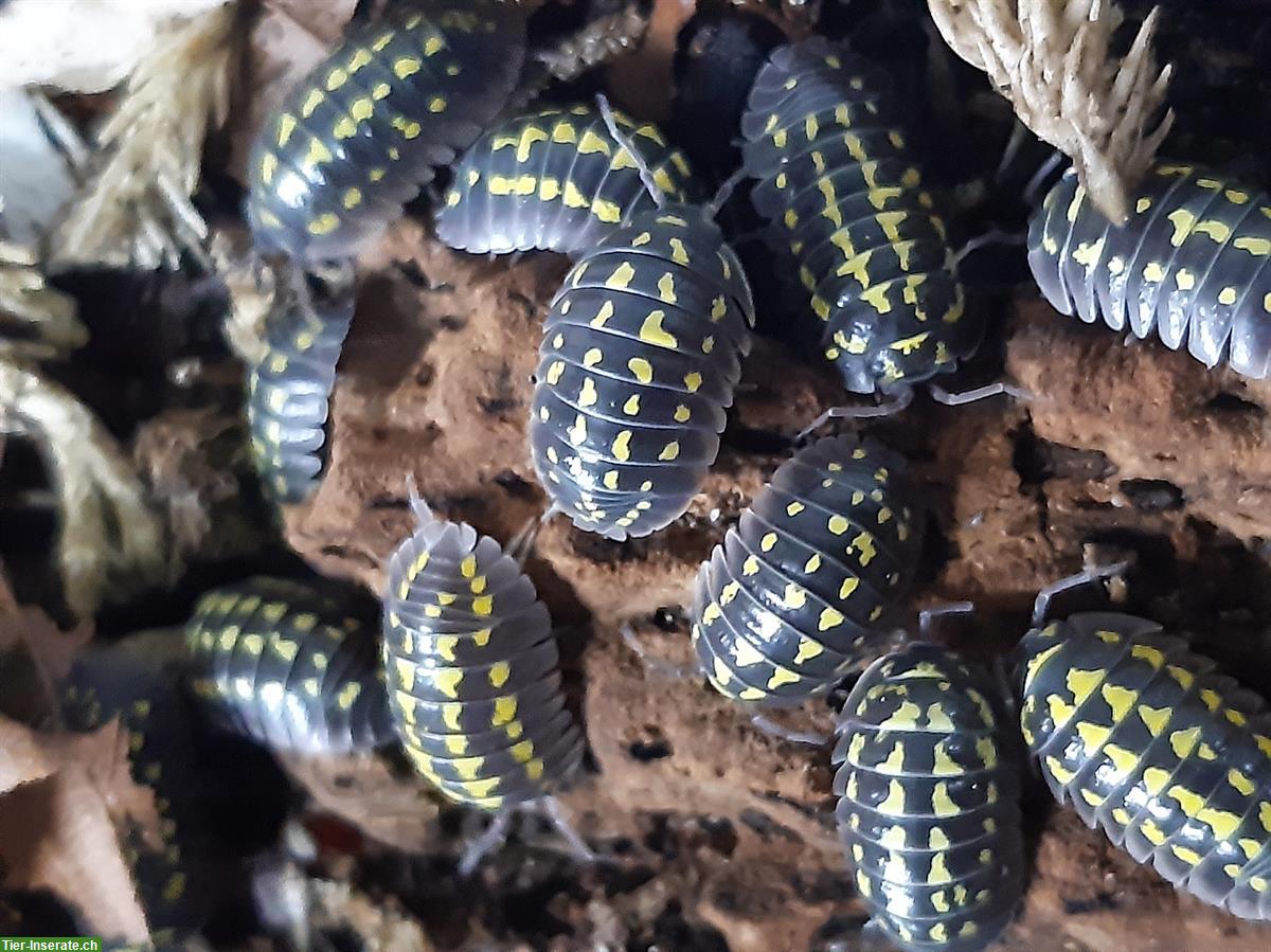 Bild 5: Faszinierende Asseln zu verkaufen, Armadillidium gestroi