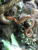 Kornnatter, Pantherophis guttatus Tessera zu verkaufen