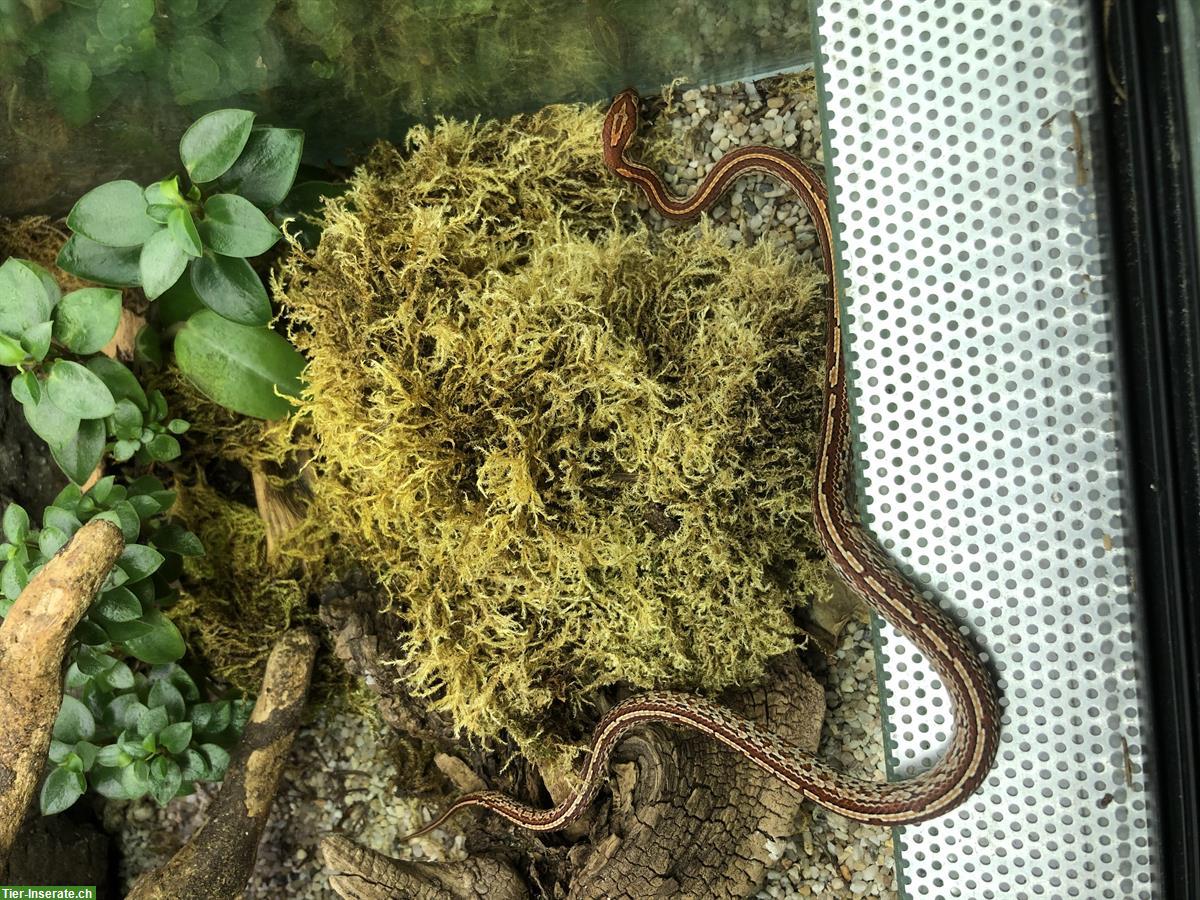 Bild 3: Kornnatter, Pantherophis guttatus Tessera zu verkaufen