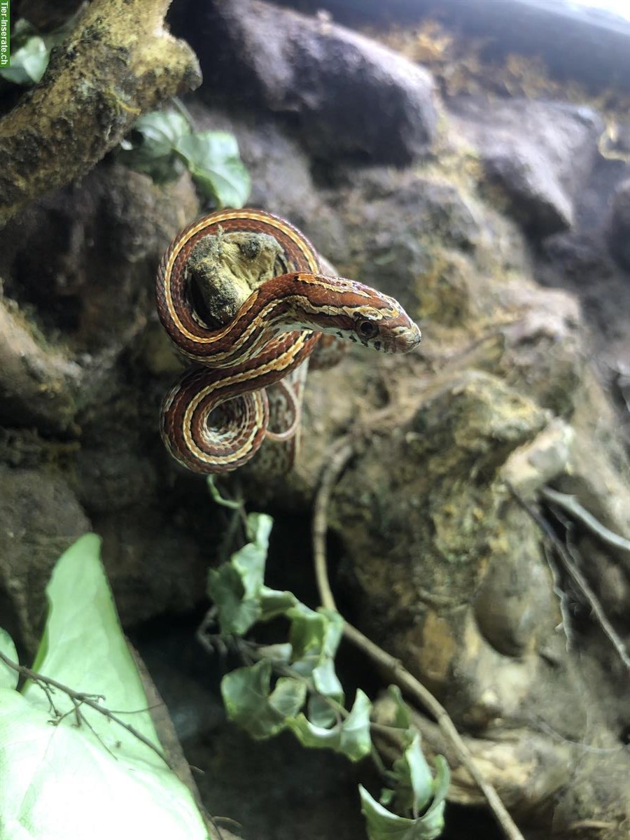 Bild 4: Kornnatter, Pantherophis guttatus Tessera zu verkaufen