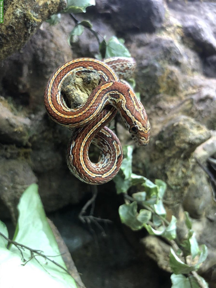 Bild 5: Kornnatter, Pantherophis guttatus Tessera zu verkaufen