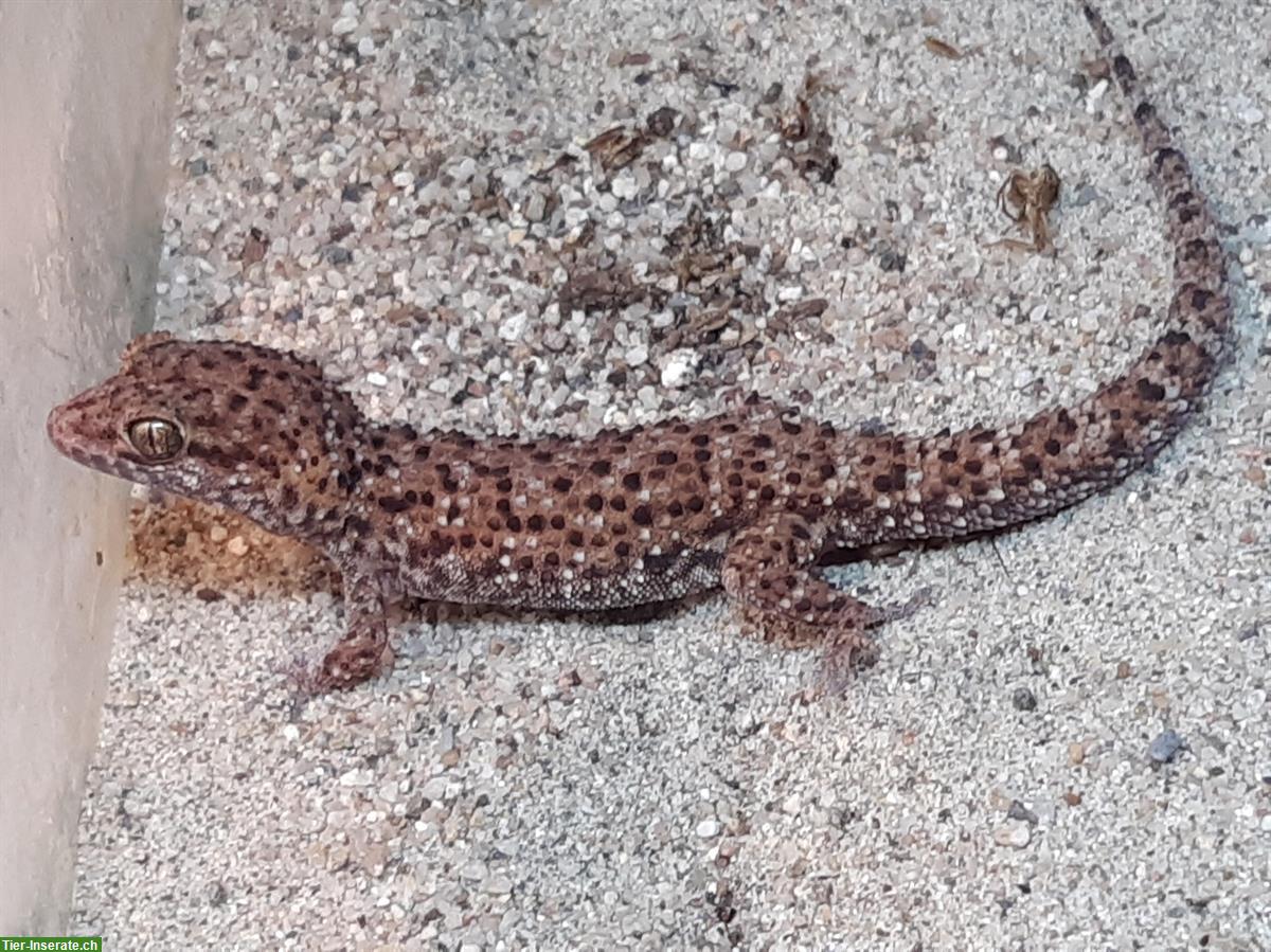 Kaktusgecko, Heteronotia binoei zu verkaufen