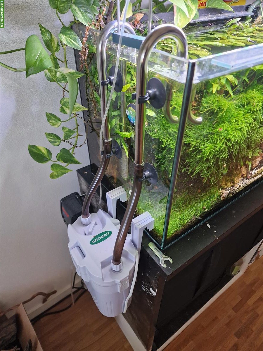 Bild 2: Komplette Aquarienanlage (Aquascaping) zu verkaufen