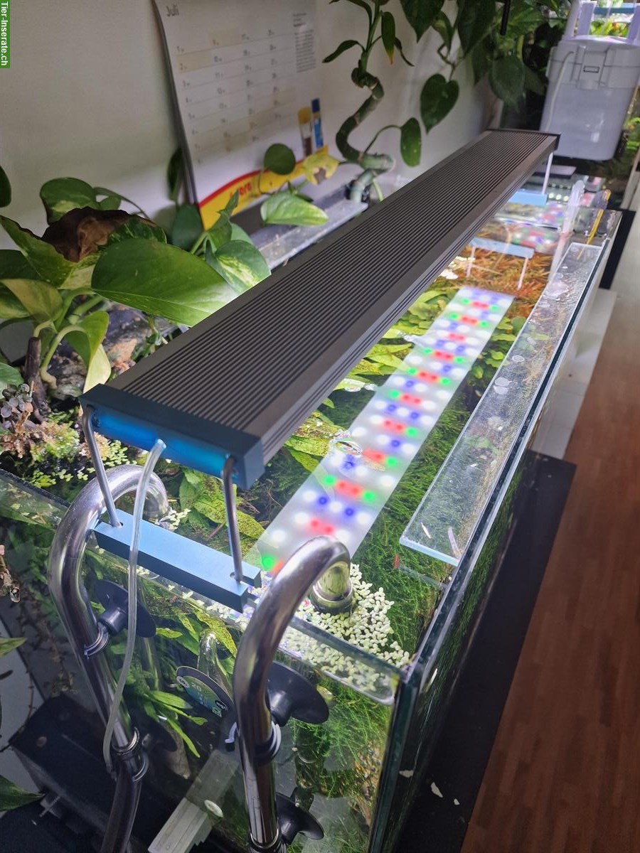 Bild 3: Komplette Aquarienanlage (Aquascaping) zu verkaufen