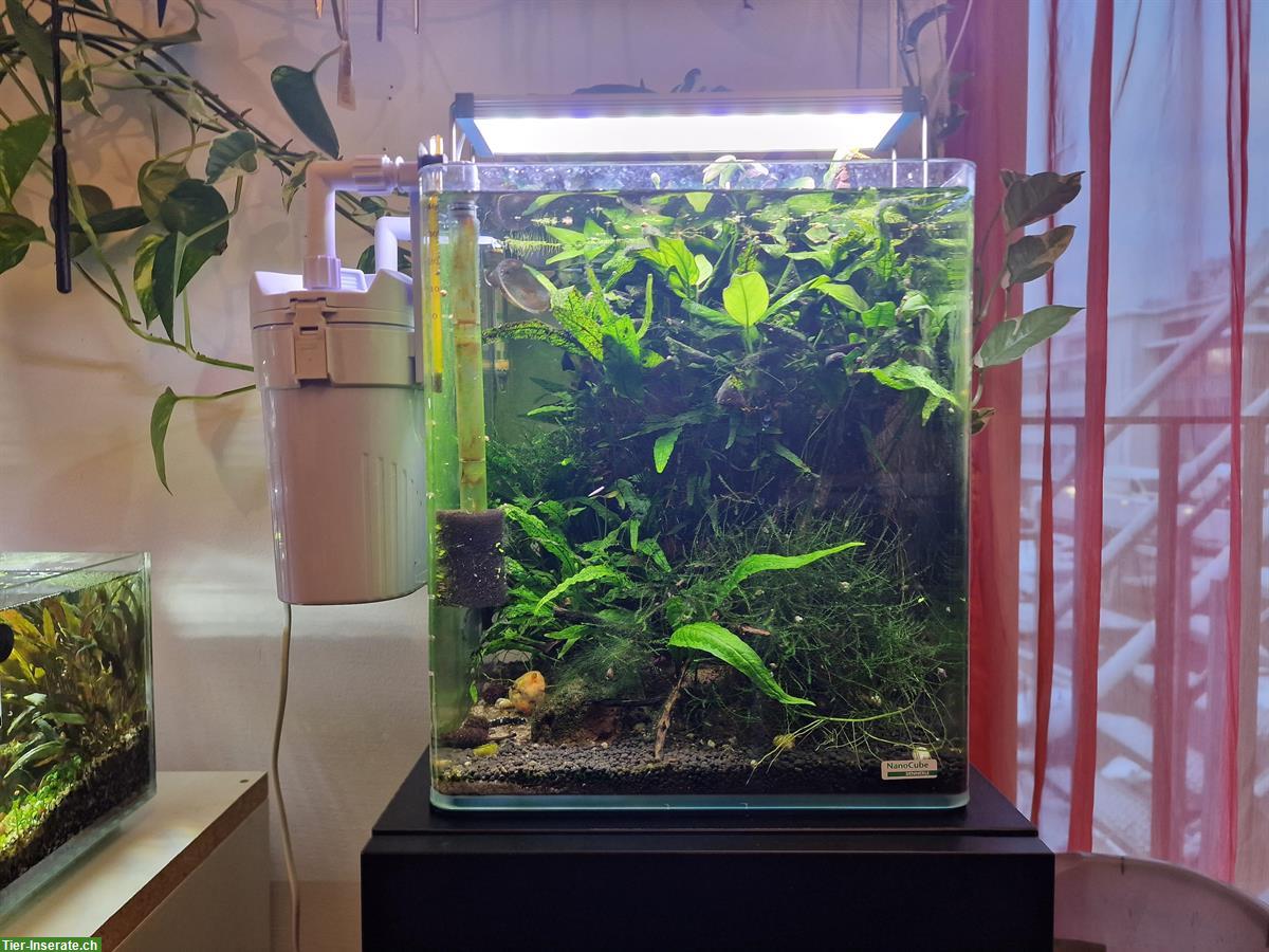 Bild 4: Komplette Aquarienanlage (Aquascaping) zu verkaufen