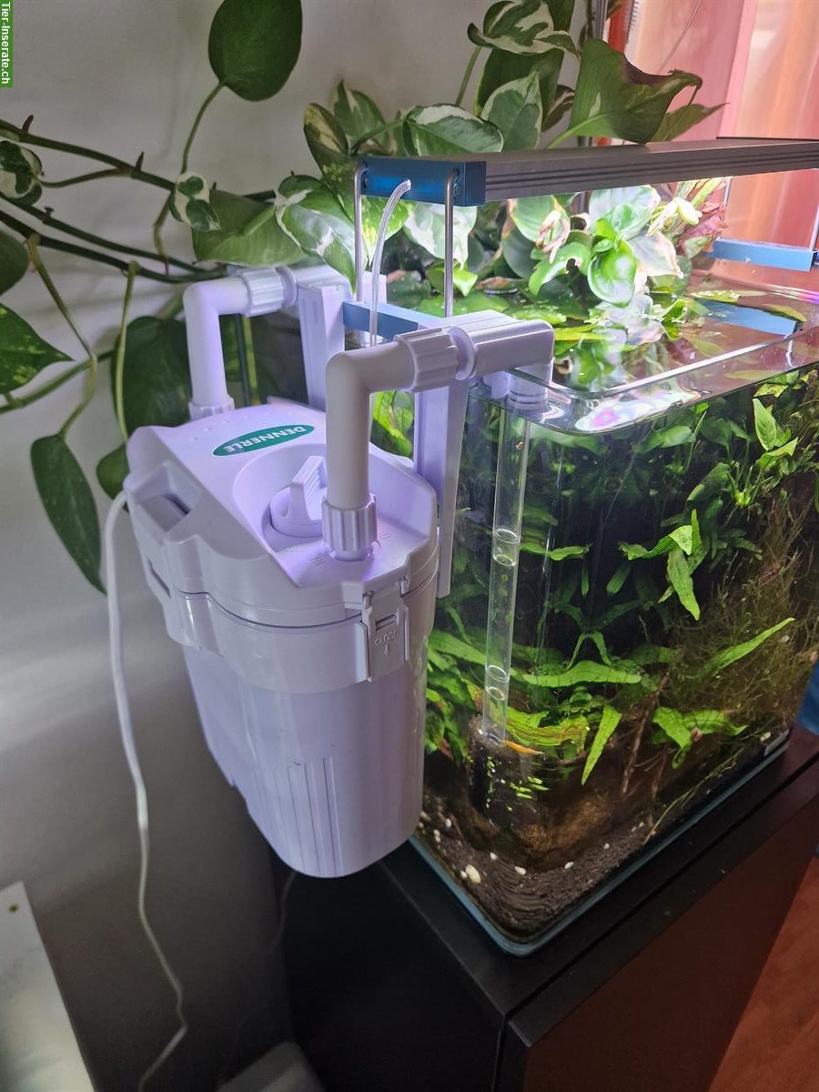 Bild 5: Komplette Aquarienanlage (Aquascaping) zu verkaufen