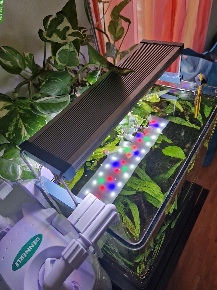 Bild 6: Komplette Aquarienanlage (Aquascaping) zu verkaufen