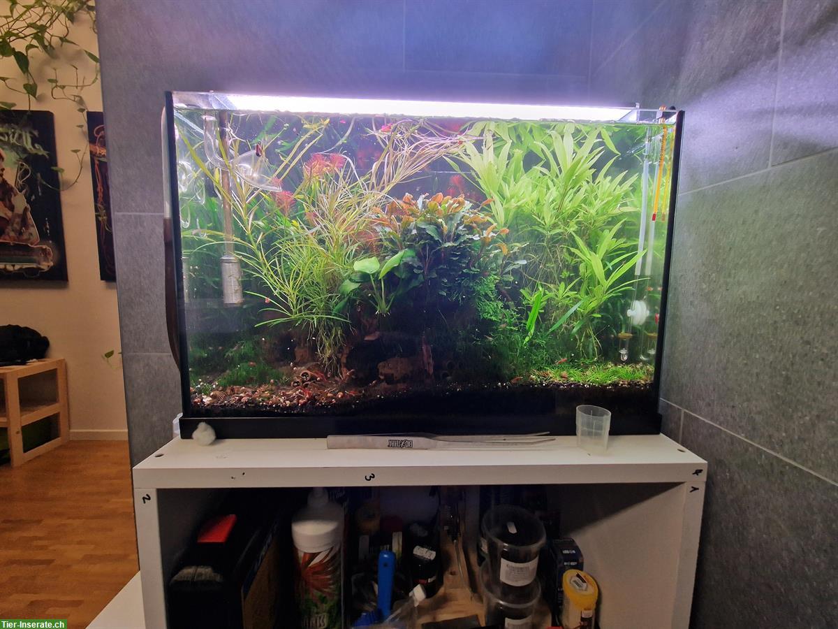 Bild 7: Komplette Aquarienanlage (Aquascaping) zu verkaufen