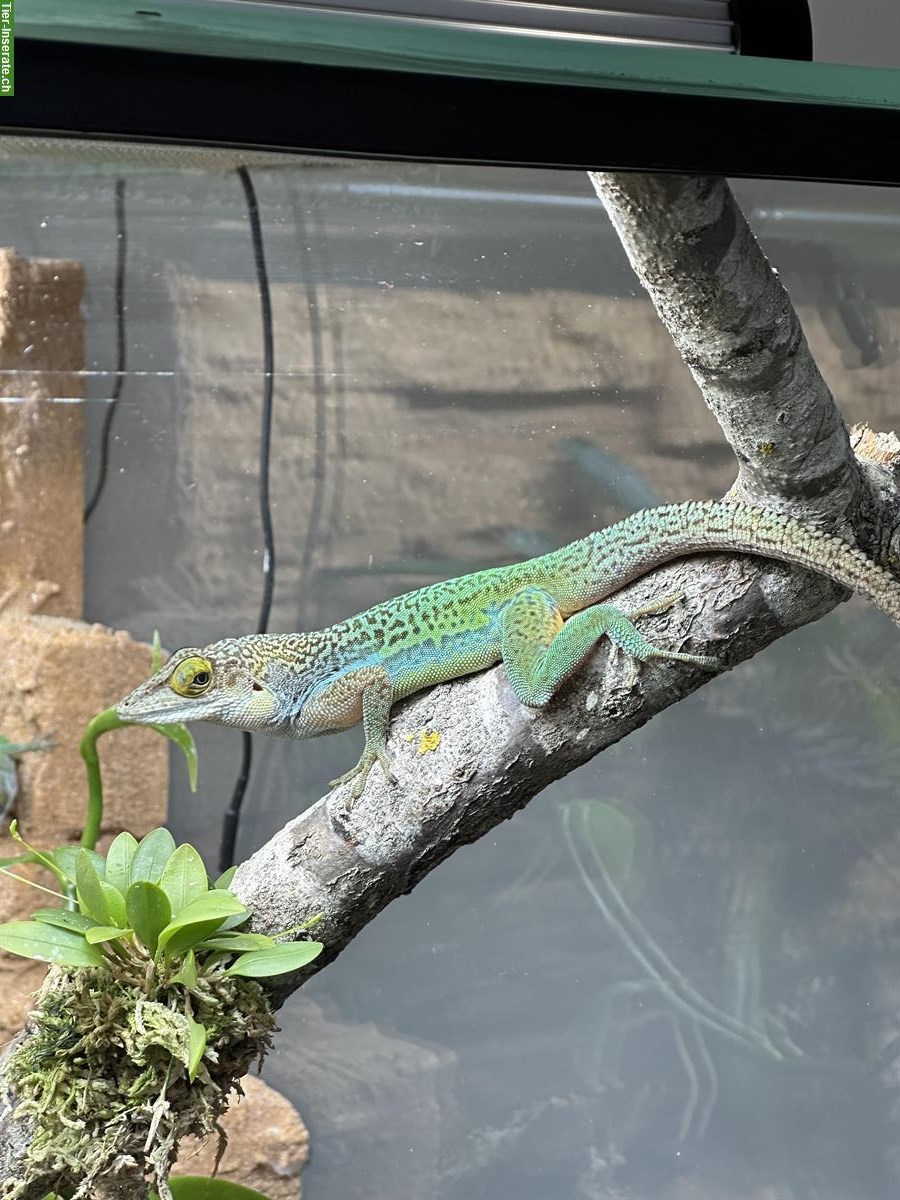 Anolis leachii 1.1 aus CH Nachzucht