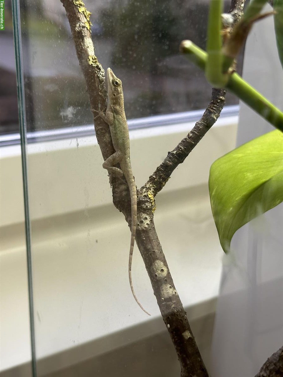 Bild 4: Anolis leachii 1.1 aus CH Nachzucht