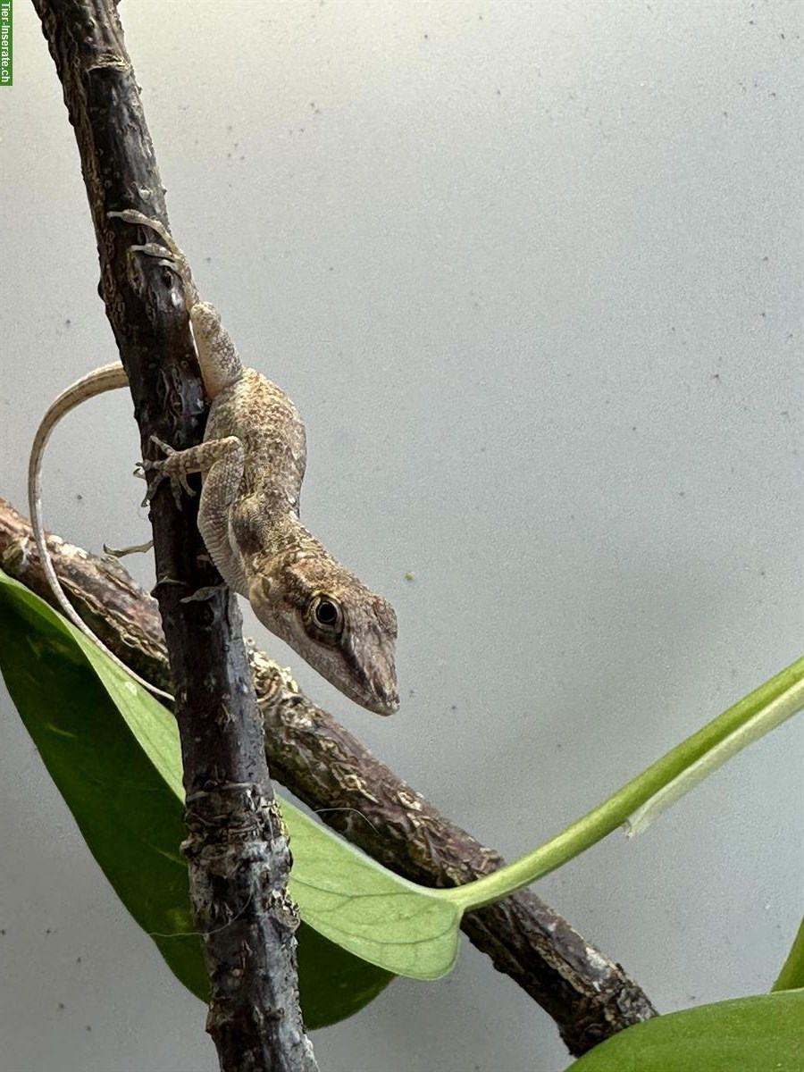 Bild 5: Anolis leachii 1.1 aus CH Nachzucht