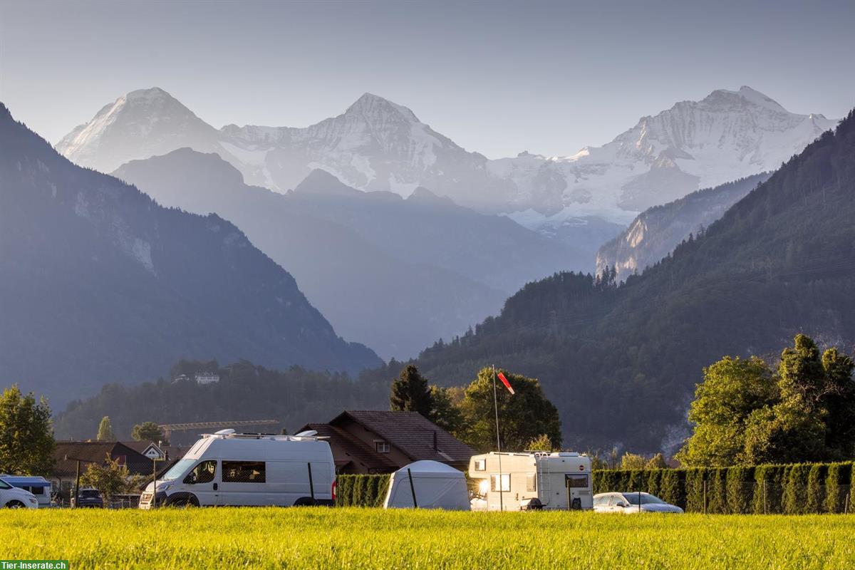 Bild 2: Camping mit Hund! JungfrauCamp im Berner Oberland