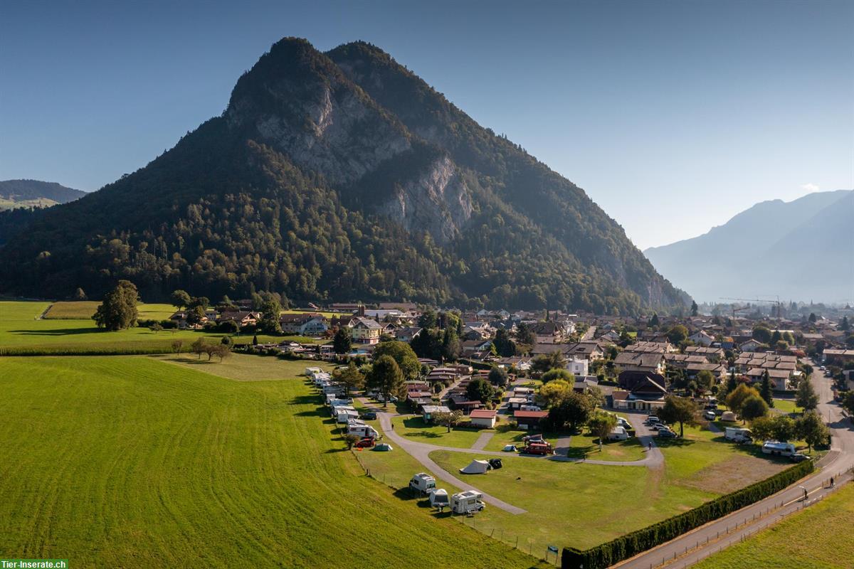 Bild 5: Camping mit Hund! JungfrauCamp im Berner Oberland