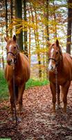 Western Reitbeteiligung in Brislach im Baselland