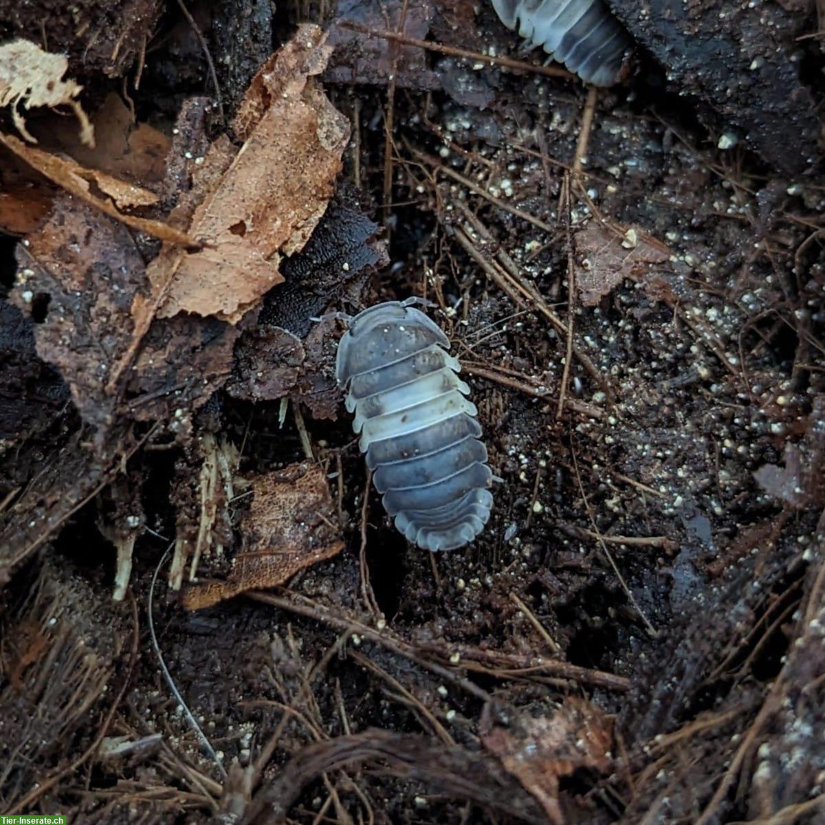 Biete Asseln Cubaris sp. Panda King