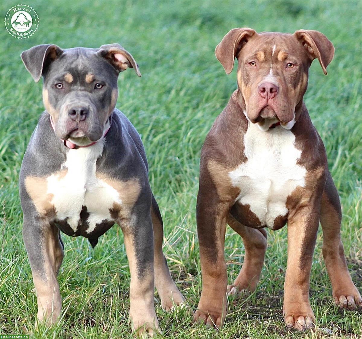 American Bully aus kontrollierter und bewilligter CH-Zucht