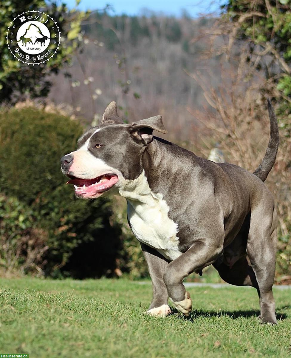 Bild 3: American Bully aus kontrollierter und bewilligter CH-Zucht