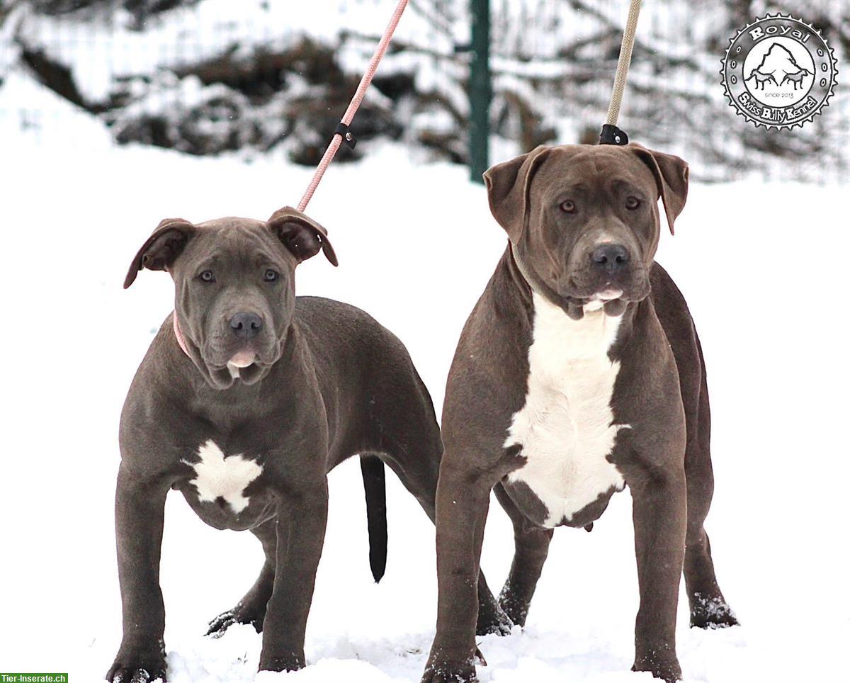 Bild 5: American Bully aus kontrollierter und bewilligter CH-Zucht