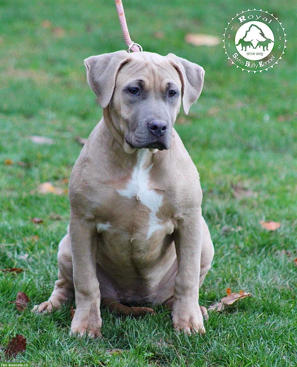 Bild 6: American Bully aus kontrollierter und bewilligter CH-Zucht